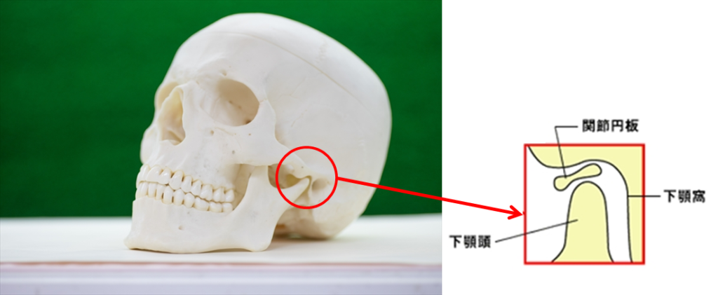 頭蓋骨の関節円板